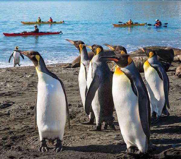 Gold Harbour's king penguins supervise a group of kayakers; M.