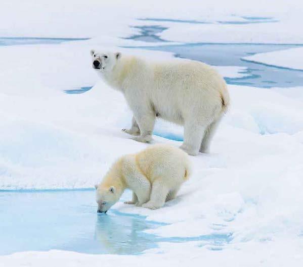 Unrivalled opportunities to spot polar bears abound in Franz Josef Land; A.
