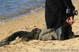 Vol. 13 (2): December 2010 Greece / Italy / Lebanon / Madeira / Mauritania & Western Sahara / Turkey Turkey Monk seal pup rescued in Aydıncık, Mersin A monk seal pup was found on the beach of