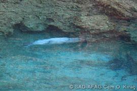 The pup remained in the cove, swam and dived smoothly, did not follow the zodiac and entered one of the crevices.