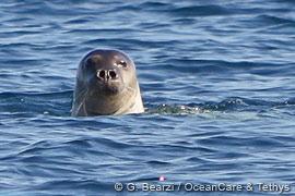 Vol. 13 (2): December 2010 Three monk seal encounters in the Northern Gulf of Evia, Greece Giovanni Bearzi and Silvia Bonizzoni Tethys Research Institute / OceanCare In the first three days of a