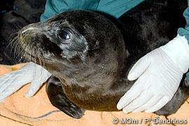 Rescued off the Aegean island of Evia on 8 October 2010 [Orphaned monk seal pup rescued on Evia, TMG News, 13 October 2010], it was believed that the pup had become separated from its mother during