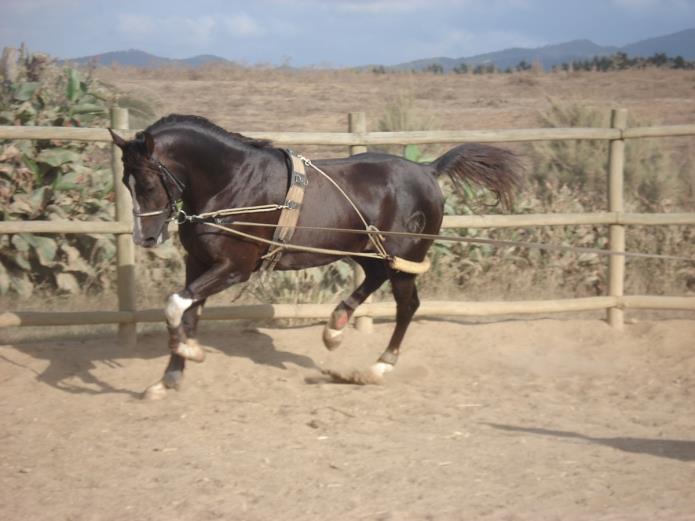 Most of the horses used for guests have been bred by Claudia and her business partner Paulo Rosa (who has been at Herdade Pesseguerio for over 25 years and often guides the rides).
