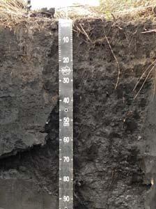 Institute. Soil: Gleysol Eutric Arenic Parent material: recent quaternary sediments 2 o.