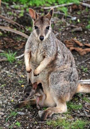 A stop at Granite Gorge will allow you to see the wild, but habituated, Mareeba Rock Wallabies which can otherwise be very difficult to see.