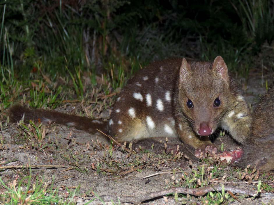 Spotted tailed quoll Checking the carcass in the morning it was obvious that Tasmanian devils visited later that night because the carcass had been completed demolished, it was as if the unfortunate