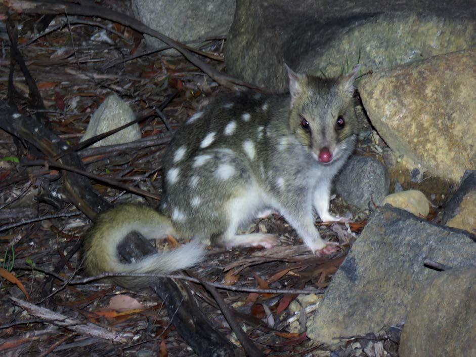 The second night spotlighting produced the same species as the first night but in addition the campsite was jumping with Eastern quolls intent on foraging and therefore more easily photographed than