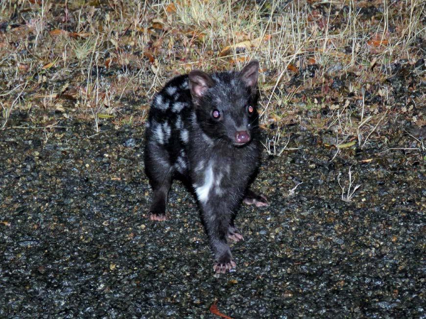 Eastern quolls on the island, and this is undoubtedly the