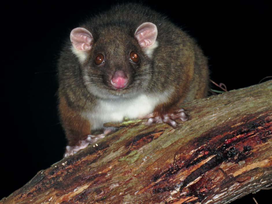 Ringtail possum Arthur River 2 nights (10 th /11 th Feb) I am surprised this first-rate site for mammals doesn t