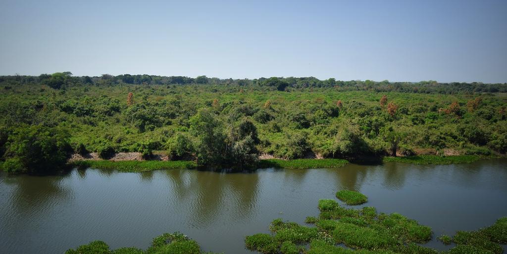 There were so many island forests to be seen in the Pantanal and the vegetation at the river banks is very much higher than other areas.