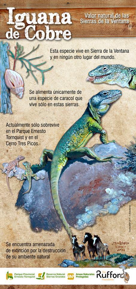 Figure 17: Poster showing some characteristics of the Copper Lizard and its main