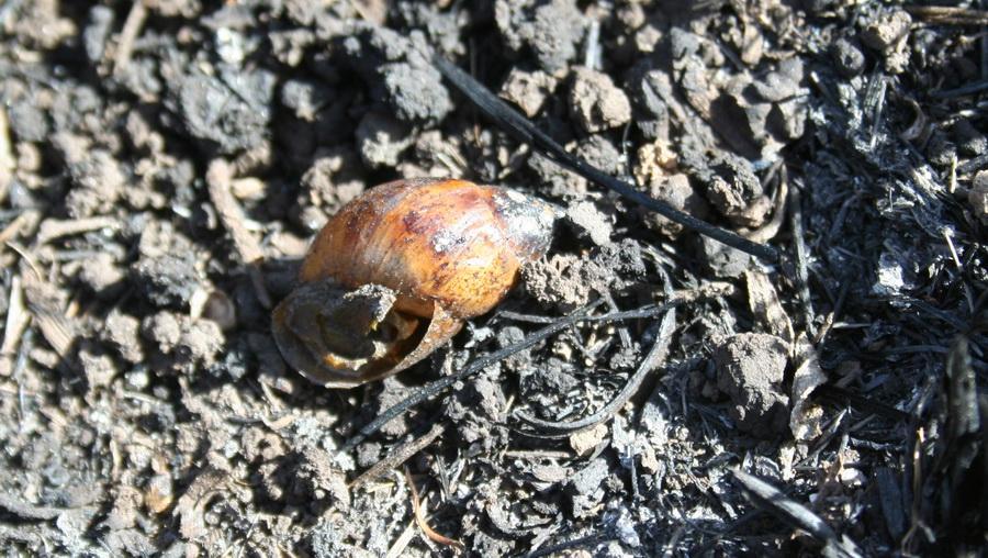 Figure 4: charred remains of a land snail (Plagiodontes patagonicus) burned by the fire.