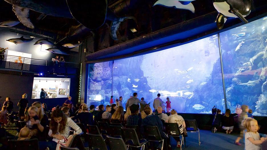 5 ICE BREAKER @ NMA This year we will be starting the conference in style with an ice-breaker evening at the National Marine Aquarium in Plymouth Barbican on Wednesday 18 th January.