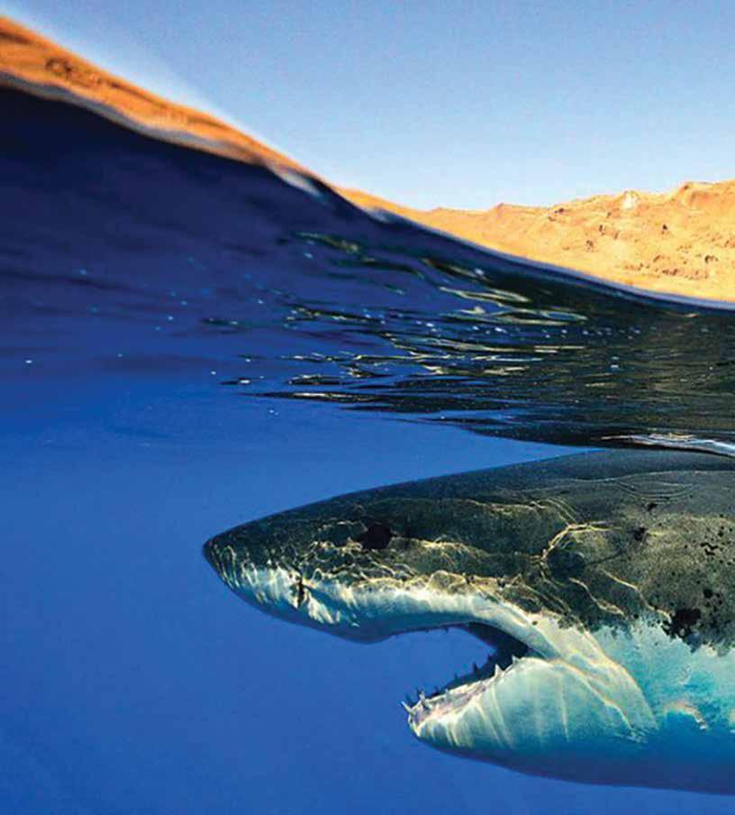 Sharks have been in the ocean for about 400 million
