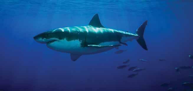 SHARKS PLAY A VITAL ROLE IN THE OCEAN S ECOSYSTEM OUR MISSION IS TO EDUCATE ON ENDANGERMENT, CONSERVATION, AND SHARE WHAT WE CAN DO TO HELP Discover the truth about sharks - and that the general