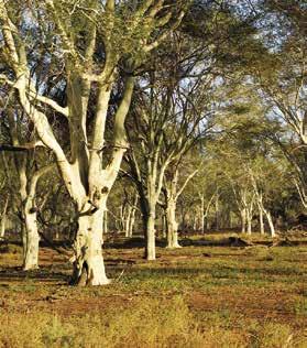 ancient baobab trees.