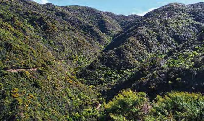 Makara Peak Mountain Bike Park Master Plan 7 Figure 2: Regenerating forest in gullies. Looking west from Missing Link.
