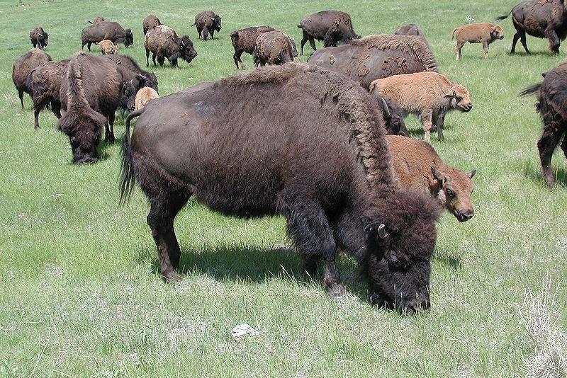 Coronado and his men also saw large herds of buffalo.