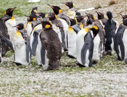 FULL DAY Tierra del Fuego King Penguin Park Departures from Punta Arenas every day of the year. Visit this king penguins permanent colony, the largest specie penguin after emperor penguin.