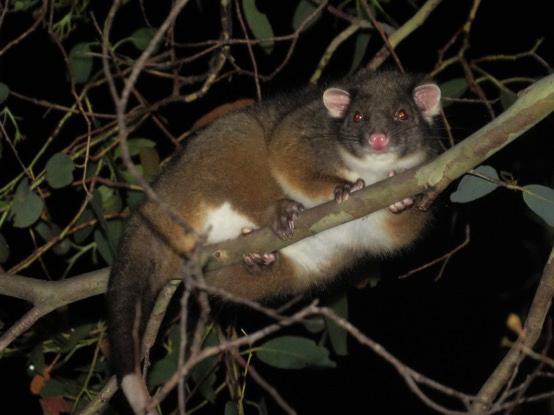 Ringtail possum Sadly this was the end of my time in Tasmania and from