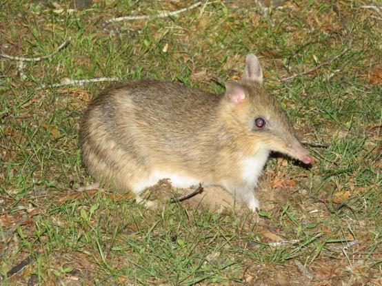 Eastern barred bandicoot An afternoon drive upto lake Dobson gave