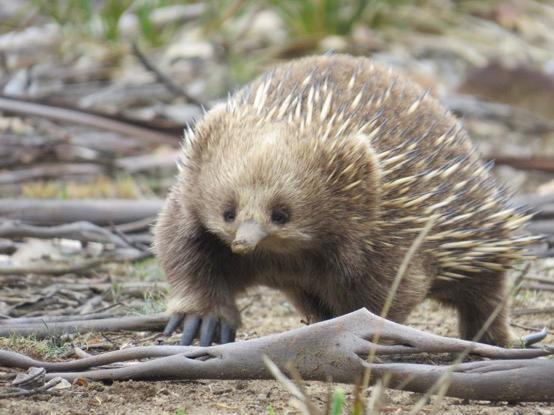 Echidna Mt William National Park 2 nights ( 2 nd / 3 rd Dec ) Accommodation Gladstone hotel the nearest town to Mt William.