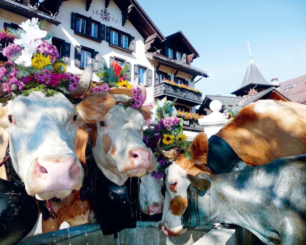 IT S ALL ABOUT THE COW. At the very heart of the holiday region of Gstaad there is the proud tradition of classic alpine farming with the cow, the Simmental breed in particular, at its centre.