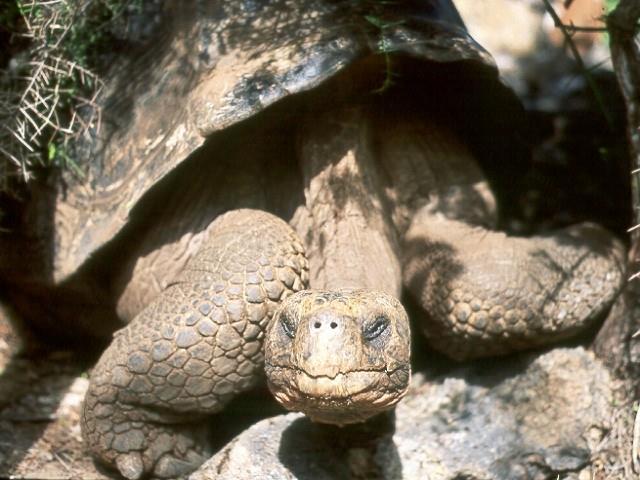 Unique Animals Galapagos = Tortoises