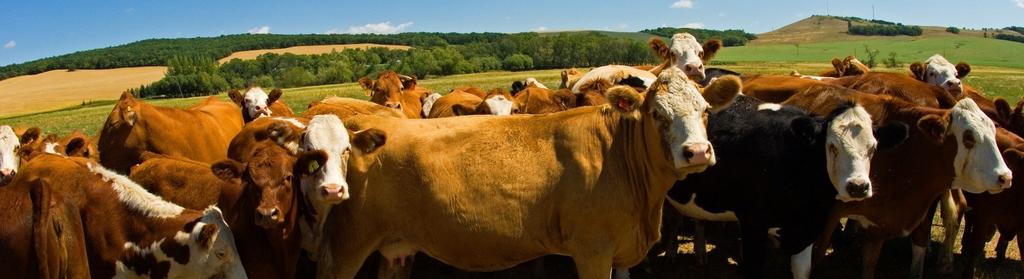 $CDN ('000s) Exports - Beef Cattle 12 1 United States 4,897,671 5,948,862 6,443,431 6,987,811 20,723,758 2 Kazakhstan - - 6,860,493 10,211,162 5,396,830 3 Mexico - - - - 1,400,665 4 Germany - - -