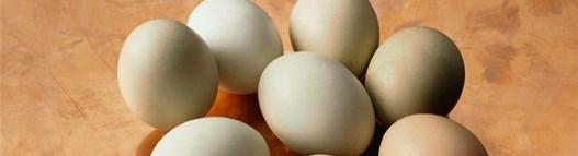 $CDN ('000s) Exports - Hatching Eggs (all species) 18 1 United States 18,618,205 15,727,541 13,798,733 10,765,534 17,098,065 2 Russia 3,728,153 3,274,138 6,814,358 6,480,874 7,549,365 3 Turkey