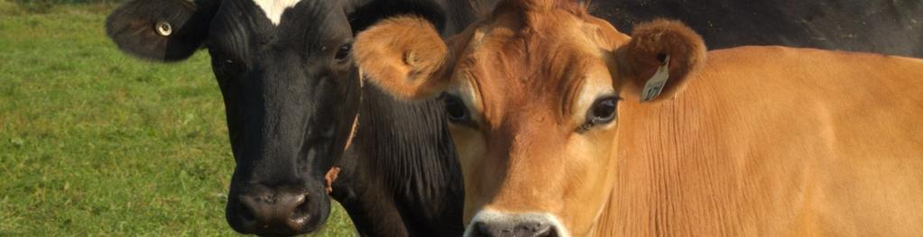 1 Livestock Inventories in Canada (Number of head) 2005 2006 2007 2008 2009 Dairy Cattle * Dairy Cows 1,041,400 1,019,100 997,500 984,700 965,600 966,200 965,600 958,400 960,500 959,300 Dairy Heifers