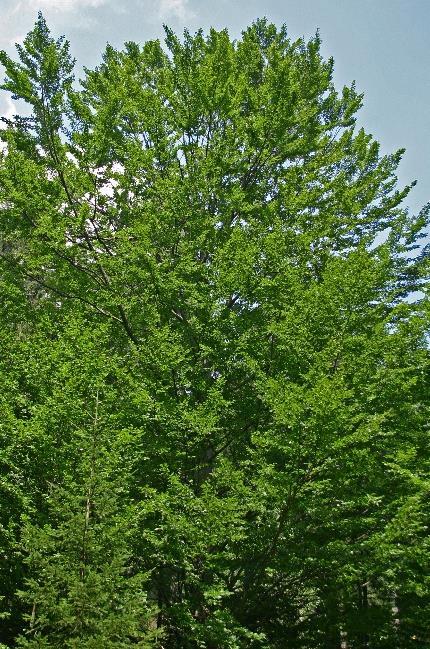 Poročilo o spremljanju stanja gozdov za leto 2015 BUKEV Fagus sylvatica BUKEV 15 % BUKEV