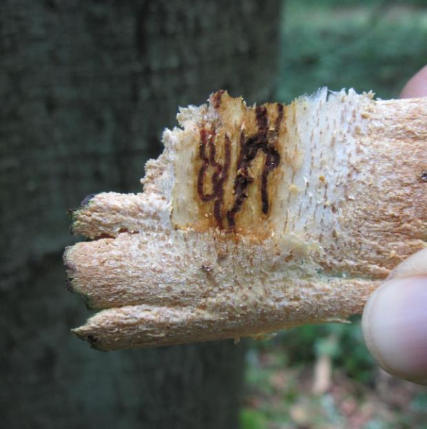 (Coleophora laricella) (Foto: Maja Jurc). Slika 19: Zvezdasti rovni sistem bukovega kosmatega lubadarja. (Foto: N. Ogris) Pri smreki je bil najpogostejši vzrok poškodb Heterobasidion spp.