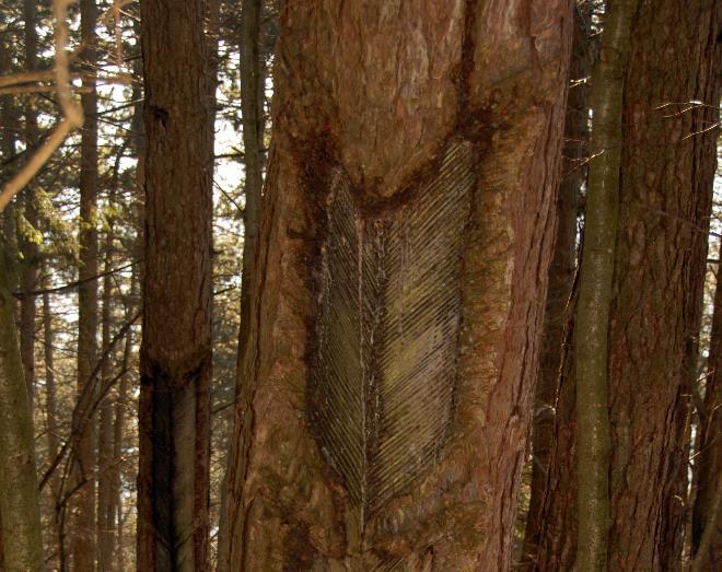 Rdeči bor je bil najpogosteje poškodovan zaradi žuželk (7 dreves).