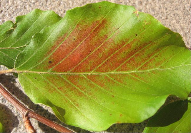 Slika 26: Vidne poškodbe vegetacije zaradi ozona; list bukve (Fagus sylvatica L.). (Foto: M.
