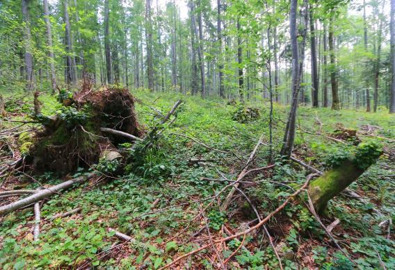 skupine dreves, ki vplivajo na intenzivni razvoj pritalne vegetacije. Še posebej ploskev Krakovski gozd na več delih sekajo gozdne vlake.