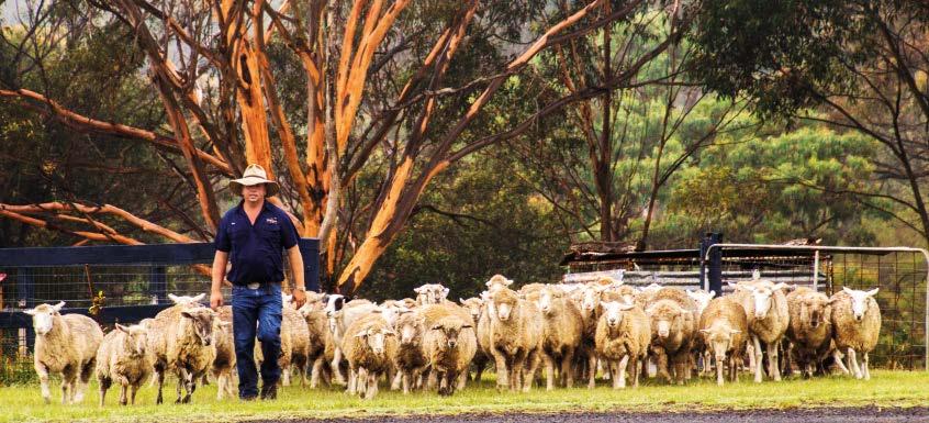 8 Aussie Farm, Food & Wine Trail SMALL GROUP Tobruk Sheep Station $165 adult $83 child Code: J9 Departs: Tue & Thu from 7.00am (Please confirm your pick-up location & time. See back cover.