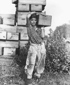 December 1937 Girl picker at cranberry bog, Burlington County, New Jersey.