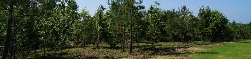 and scattered, tall pines around the property.