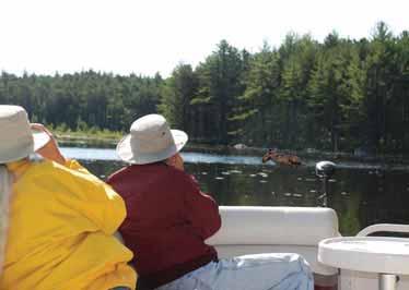 Enjoy Guided Moose & Wildlife Tours The Katahdin Region is Maine s premier moose habitat with unparalleled opportunities for