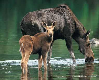 In addition to moose, wildlife commonly seen on our tours includes bald eagles, loons, osprey, great blue heron, Canada geese,