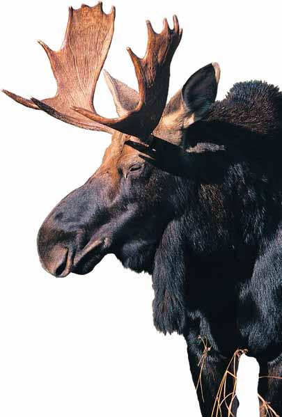 MOOSE FACTS Moose is Maine s official State Animal Moose are the largest members of the deer family Moose can run 35 miles per
