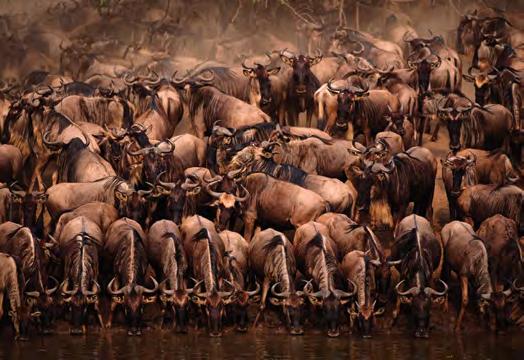 Uganda KENYA The Masai Mara has been the preferred location for documentary filmmakers and serious photographers for years.