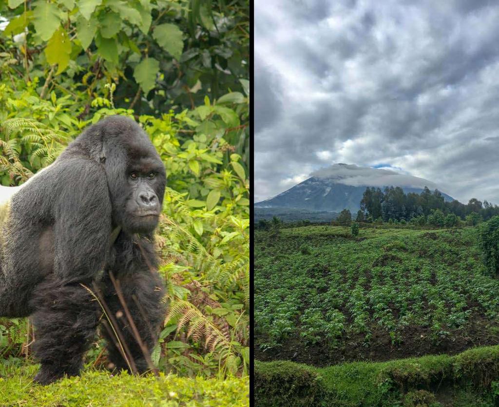 WHY RWANDA? The mountain gorillas of this region are Rwanda s treasure and have flourished in the last decade.