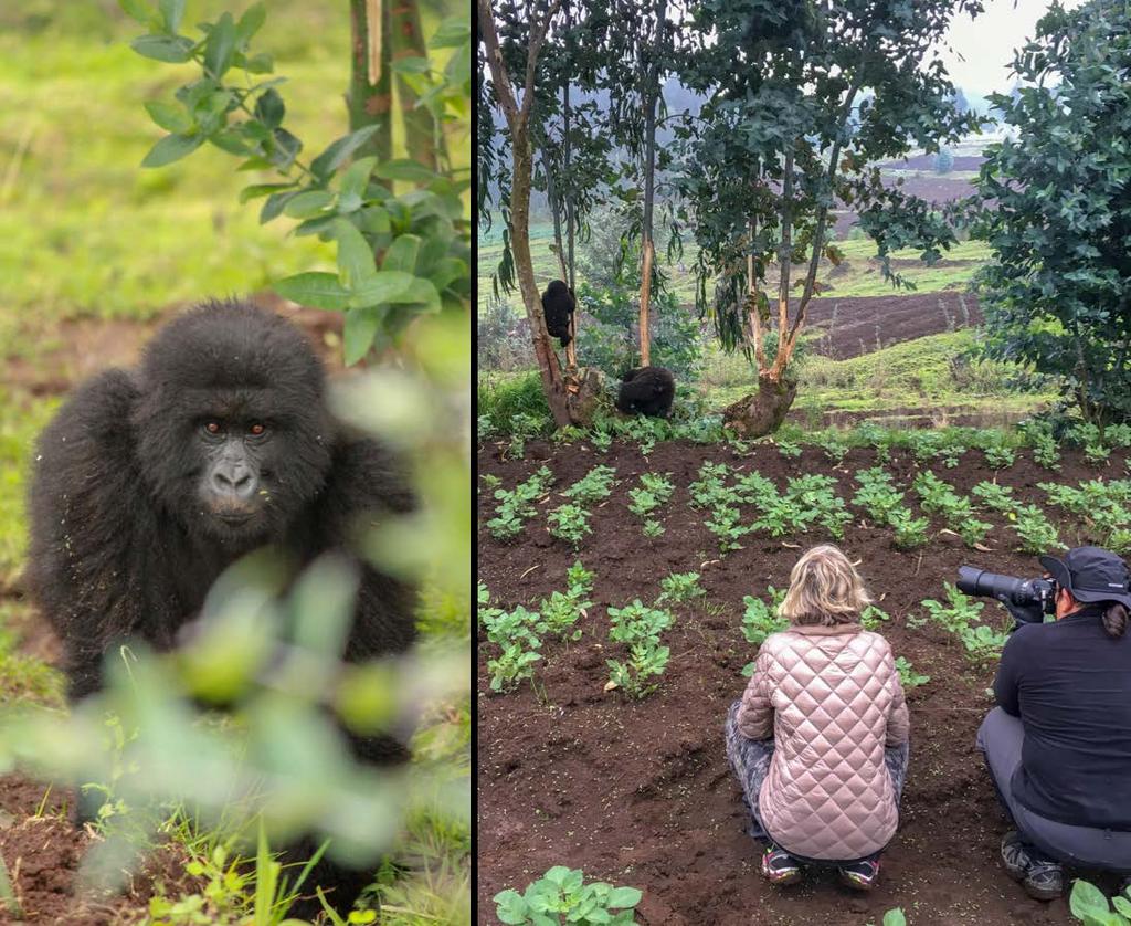 THE EXPERIENCE As the distance of each gorilla trek is varied, depending on which family group guests are allocated, meals and lodge activities are flexible around each trek.