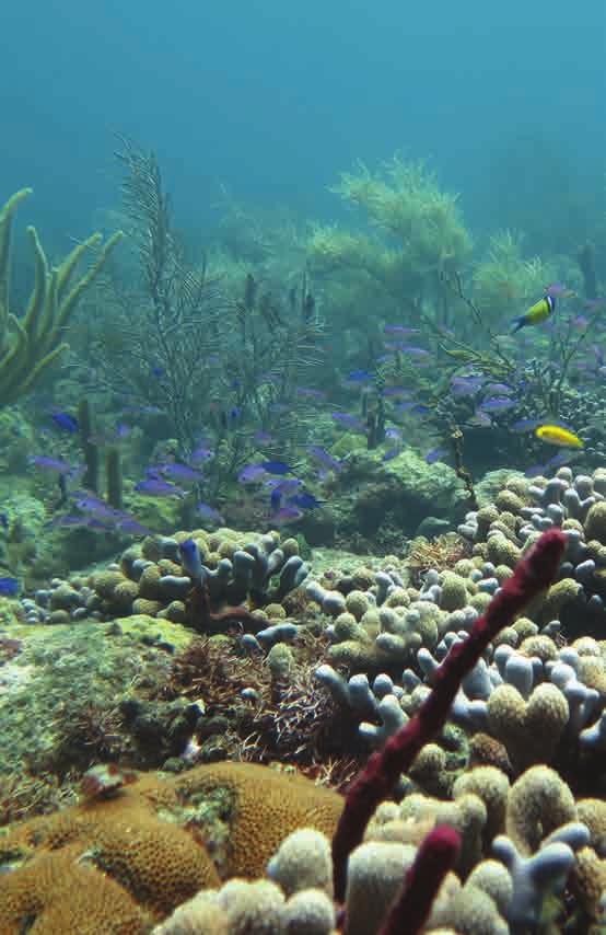 12 12 CORAL REEFS Restoring reefs using cutting-edge science to grow genetically diverse, resilient corals that can adapt to climate change stressors, while protecting critical reefs that remain
