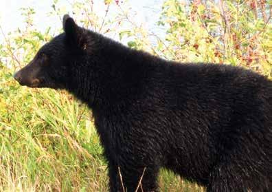 A juvenile black bear was foraging for food between Lower Waterton Lake and the main road, approaching the park exit from Waterton Lakes National Park.