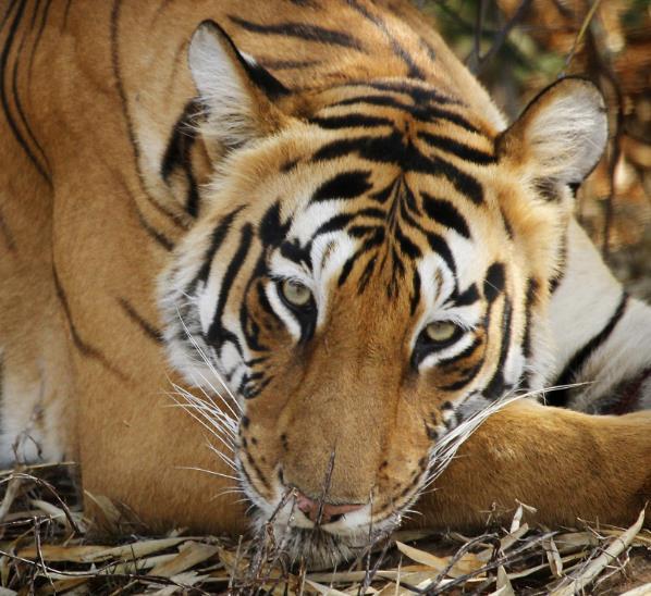 Ranthambore National Park Occupying a large swathe of territory in southern Rajasthan, Ranthambore National Park is one of India s most famous tiger parks.