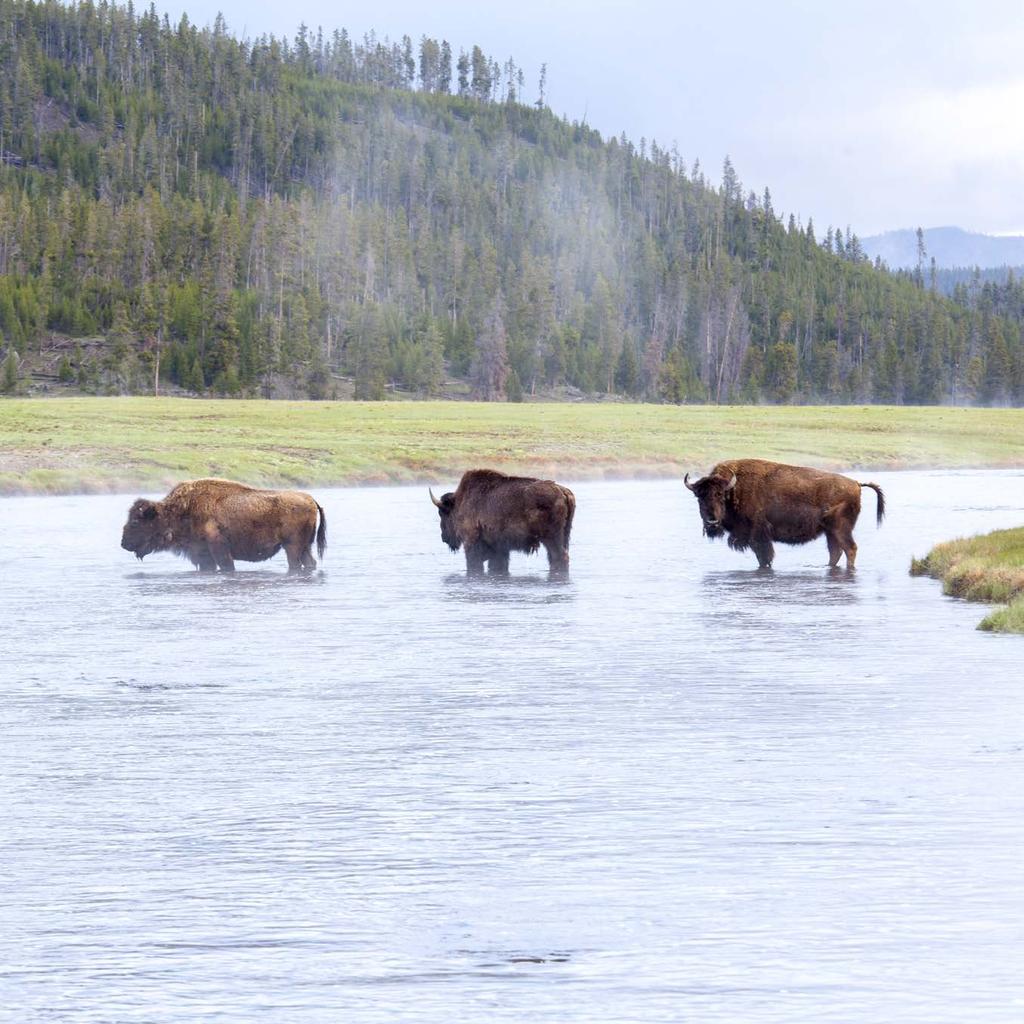 PRESERVING AND PROTECTING AN UNSPOILED YELLOWSTONE The wilderness experience is what makes Yellowstone one of the most exceptional stretches of land in the world.
