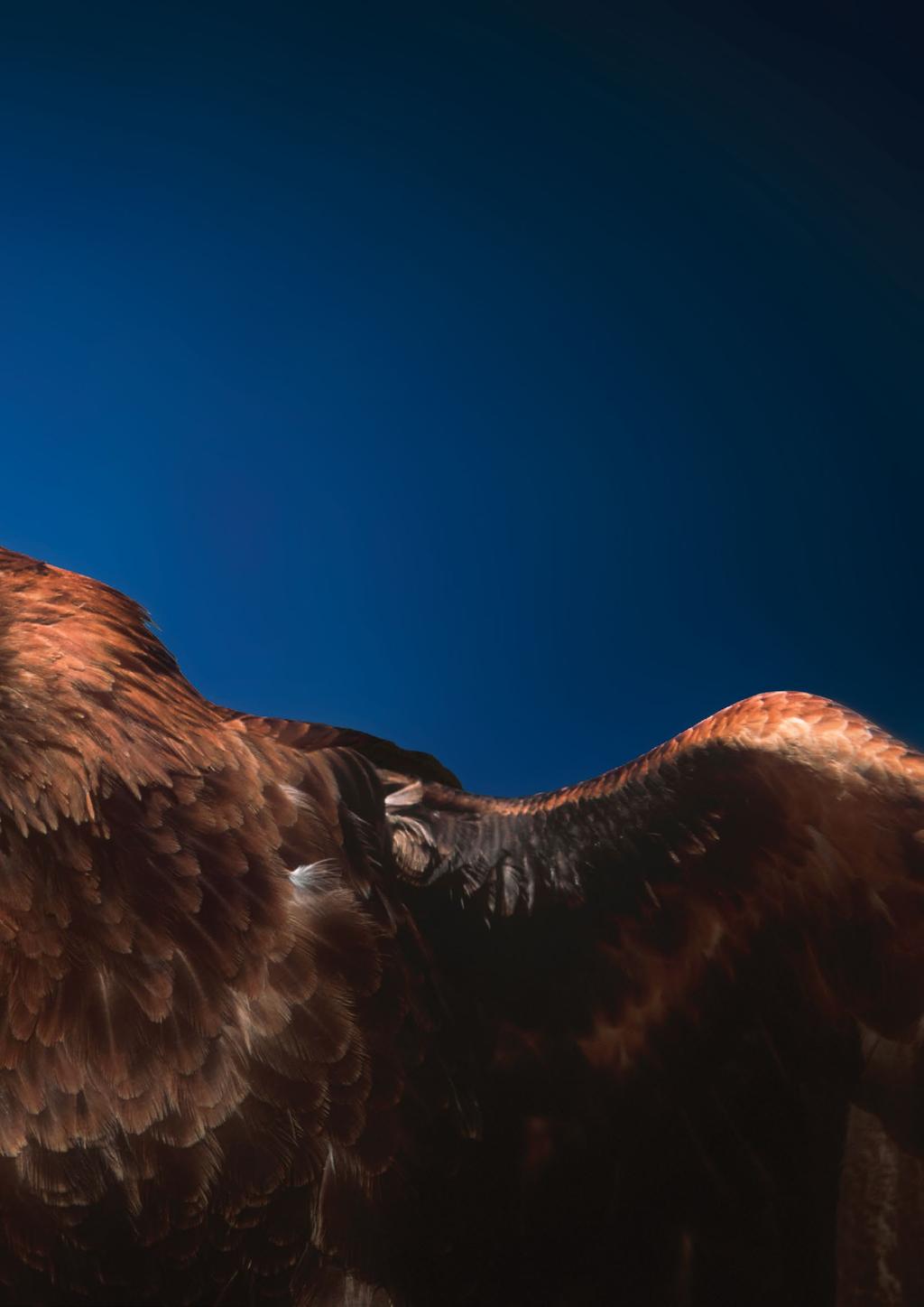 The wedge-tailed eagle (Aquila audax) is one of the world s largest.